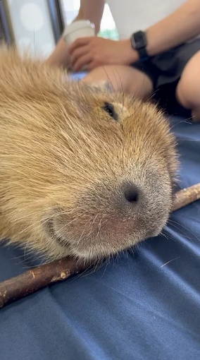 Portada del short, capybara